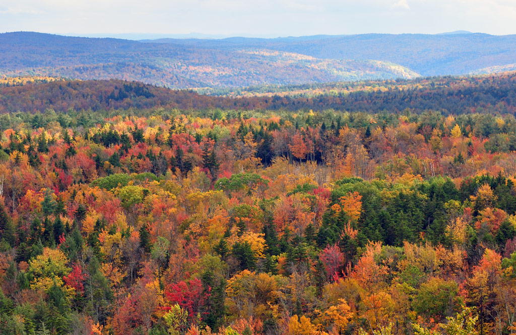 Fall Foliage